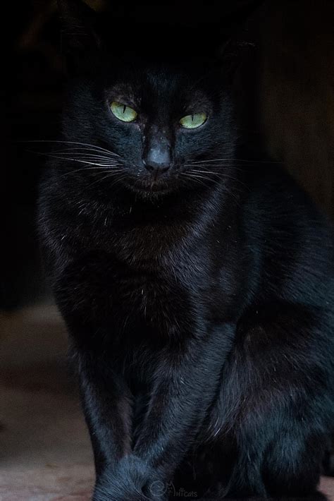 家裡可以養的寵物 看见黑猫代表什么